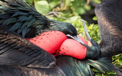 ¿Cómo vio Darwin la biodiversidad de Galápagos?